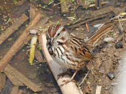 Image result for Melospiza melodia