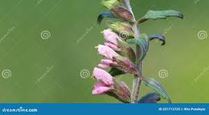 Attēlu rezultāti vaicājumam “Odontites vulgaris leaf”