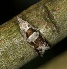 Attēlu rezultāti vaicājumam “Epinotia ramella”