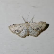 Attēlu rezultāti vaicājumam “Idaea dimidiata”