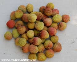 Image result for Litchi chinensis