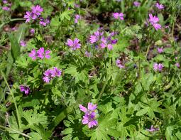 Attēlu rezultāti vaicājumam “Geranium molle”