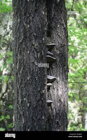 Attēlu rezultāti vaicājumam “Phellinus populicola”