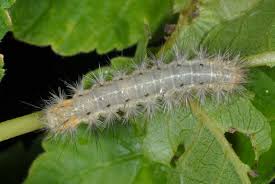 Attēlu rezultāti vaicājumam “Diaphora mendica”