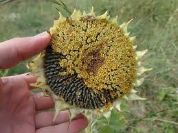 Attēlu rezultāti vaicājumam “Helianthus annuus fruit”
