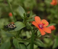 Attēlu rezultāti vaicājumam “Anagallis arvensis”