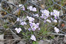 Attēlu rezultāti vaicājumam “Cardaminopsis arenosa flower”