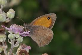 Attēlu rezultāti vaicājumam “Hyponephele lycaon male”