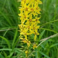 Attēlu rezultāti vaicājumam “Primulaceae”