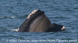 Image result for Eubalaena glacialis