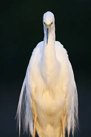 Attēlu rezultāti vaicājumam “Egretta alba”