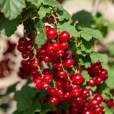 Bildergebnis für rote johannisbeeren
