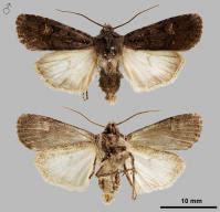 Attēlu rezultāti vaicājumam “Euxoa nigricans”