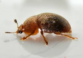 Attēlu rezultāti vaicājumam “Cychramus luteus”