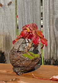Image result for parthenocissus bonsai