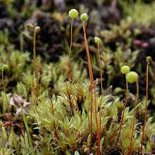 Attēlu rezultāti vaicājumam “Philonotis sporophyte”
