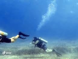 Image result for Exe To Sea Diving