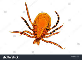 Attēlu rezultāti vaicājumam “Ixodes male”