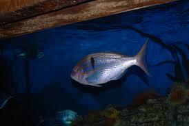 Image result for Polysteganus undulosus