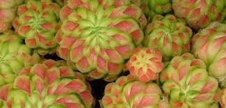 Attēlu rezultāti vaicājumam “Jovibarba globifera leaf”