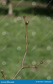 Attēlu rezultāti vaicājumam “Tilia cordata bud”