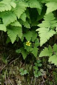 Attēlu rezultāti vaicājumam “Hamatocaulis lapponicus”