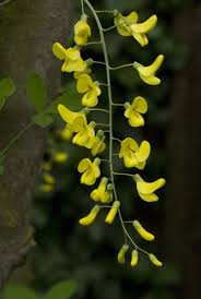 Attēlu rezultāti vaicājumam “Laburnum anagyroides flower”