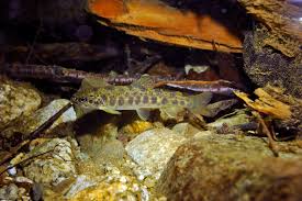 Image result for Salmo trutta trutta