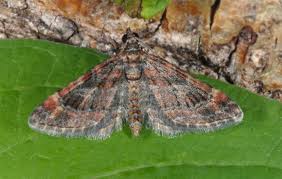 Attēlu rezultāti vaicājumam “Gymnoscelis rufifasciata”