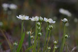 Attēlu rezultāti vaicājumam “Parnassia palustris bud”