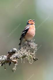 Attēlu rezultāti vaicājumam “Fringilla coelebs”