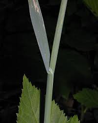 Attēlu rezultāti vaicājumam “Poa compressa leaf”