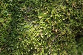 Attēlu rezultāti vaicājumam “Cephalozia connivens”