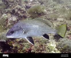 Image result for Sciaena umbra