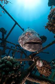 Image result for Epinephelus morio