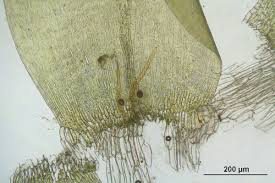 Attēlu rezultāti vaicājumam “Scorpidium cossonii”