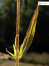 Attēlu rezultāti vaicājumam “Epilobium palustre leaf”
