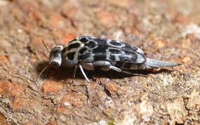 Attēlu rezultāti vaicājumam “Mordellidae”