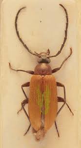 Attēlu rezultāti vaicājumam “Alleculidae”