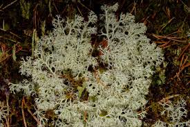 Attēlu rezultāti vaicājumam “Cladonia mitis”