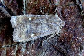 Attēlu rezultāti vaicājumam “Eupsilia transversa”