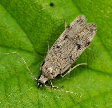 Attēlu rezultāti vaicājumam “Gelechia rhombella”