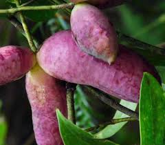 Attēlu rezultāti vaicājumam “Cinna latifolia fruit”