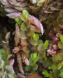 Attēlu rezultāti vaicājumam “Mylia anomala”