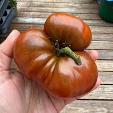 Afbeeldingsresultaat voor black elephant tomato