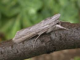 Attēlu rezultāti vaicājumam “Cucullia umbratica”