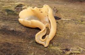 Attēlu rezultāti vaicājumam “Peziza repanda”