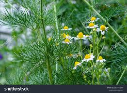 Attēlu rezultāti vaicājumam “Matricaria chamomilla”