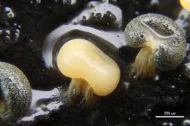 Attēlu rezultāti vaicājumam “Didymium melanospermum spores”