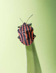 Attēlu rezultāti vaicājumam “Graphosoma lineatum”
